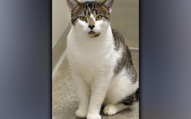 The Humane Society of Blue Ridge cat of the week is Ozzie. He is two years old and has a calm personality and a sweet meow. He is always looking for a lap to sit on, and he is a huge fan of his food and treats. Ozzie gets along with his fellow suitemates, but he would prefer a home of his own. He is neutered, microchipped and up to date on his vaccinations. For more information about Ozzie, contact the Adoption Center at 706-632-4357. Make his holiday season merry by adding him to your family.