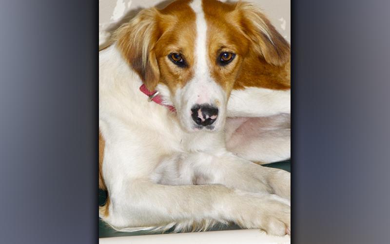 This male mix was picked up on Blue Ridge Drive in Blue Ridge October 27. He has a long, white and orange coat. View this cutie using intake number 370-21.