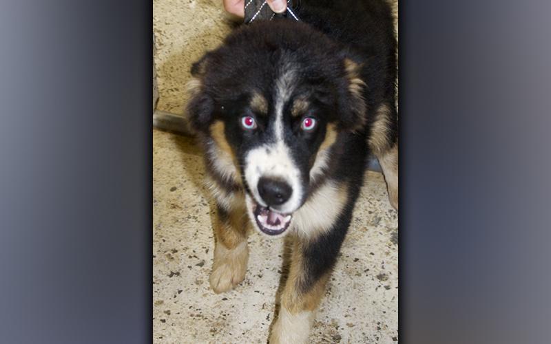 This female Husky mix was dropped off at animal control October 27. She has a black coat with white and brown. View this pretty girl using intake number 369-21.