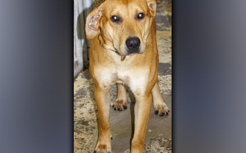This male Hound mix was picked up on Hardscrabble Road in Mineral Bluff October 26. He has an orange coat. View this big boy using intake number 368-21.