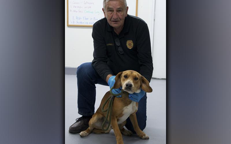 This male, Redbone Coonhound and Beagle mix was dropped off at animal control November 23. He has a red coat. View this cutie using intake number 394-21. He is shown with animal control Interim Manager J.R. Cornett.