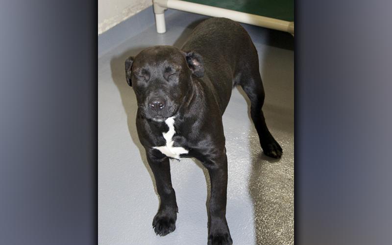 This female, Lab mix was picked up in Mineral Bluff November 22. She has a short, black coat. View this girl using intake number 393-21.