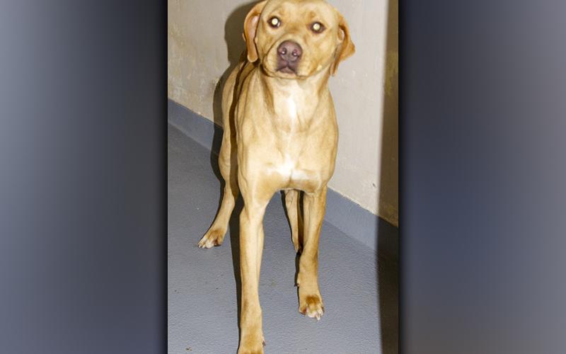 This male, Hound mix was picked up around Coopers Creek in Morganton. He has a blonde coat. View this good boy using intake number 297-21.
