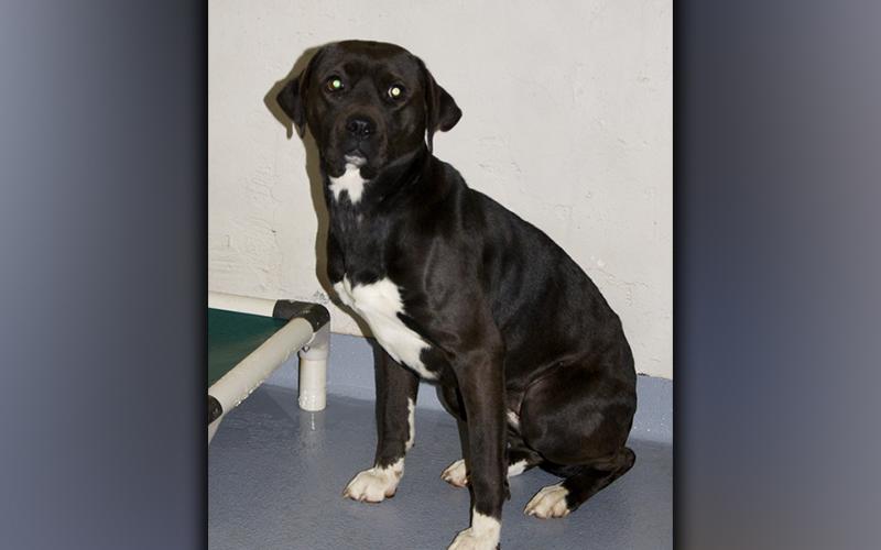 This female, Lab mix was picked up along Coopers Creek in Morganton November 23. She has a short, black coat with white mittens. View her using intake number 396-21.