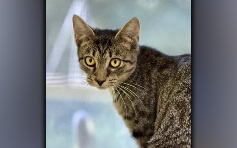 The Humane Society of Blue Ridge cat of the week is Daffodil. This beautiful one-year-old tabby has stunning gold eyes that will hold you spellbound! She is a bit on the bashful side when she first meets you, but she is very loving once she gets to know you. Daffodil gets along famously with her suitemates at the Adoption Center. She is spayed, microchipped and up to date on her vaccinations. Contact the Adoption Center at 706-632-4357 to schedule a meet and greet with Daffodil.