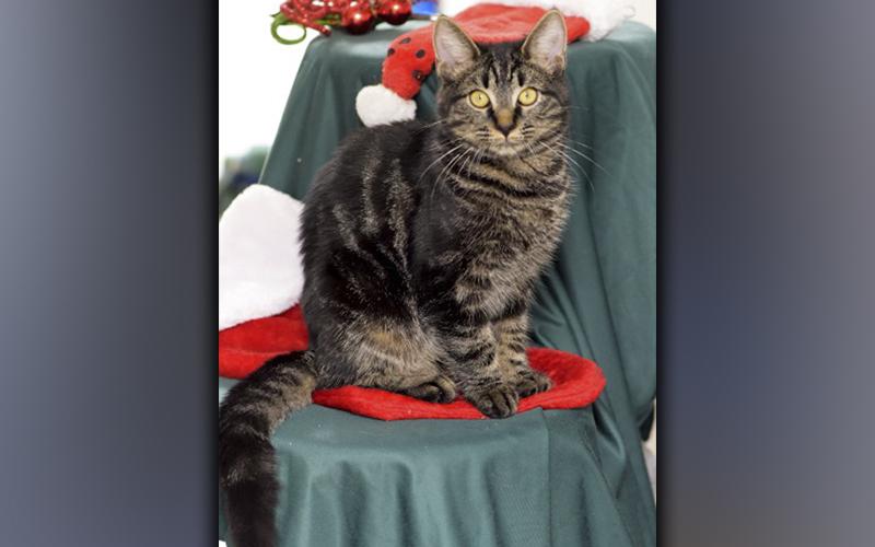 The Humane Society of Blue Ridge cat of the week is Nermal. This six-month-old dark tabby has a silky, soft coat with unique markings. He is quiet, yet playful, and he gets along purrfectly with other cats and kittens. Nermal is on the shy side when he first meets new people, but he accepts them quickly. He is neutered, microchipped and up to date on his vaccinations, so he is ready to start the new year with a loving family. Contact the Adoption Center at 706-632-4357 for more information about Nermal.
