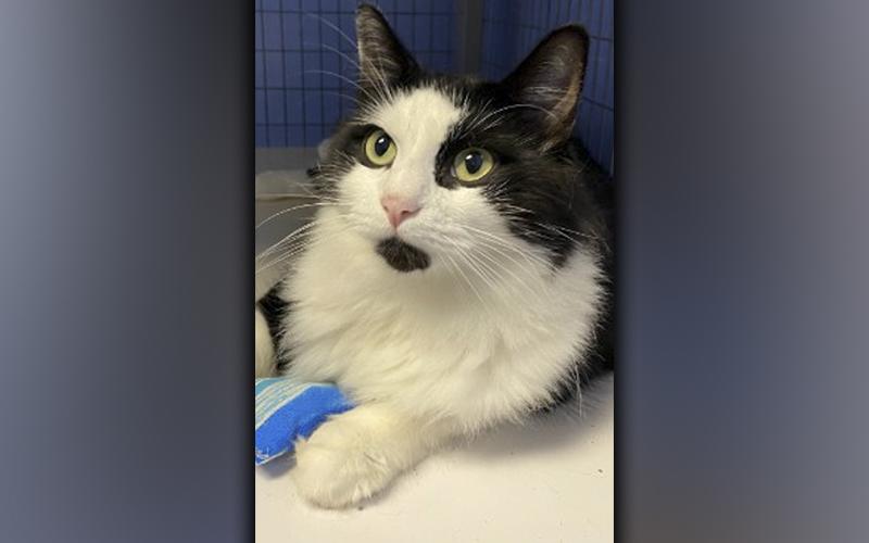 The Humane Society of Blue Ridge cat of the week is Matisse. He is two years old and is so handsome! He enjoys having brushing sessions to keep his thick coat looking fabulous. Matisse is a fun-loving, playful and curious feline. He loves people and gets along well with other cats once he gets to know them. He is neutered, microchipped and up to date on his vaccinations. Contact the Adoption Center at 706-632-4357 to schedule a meet and greet with Matisse.