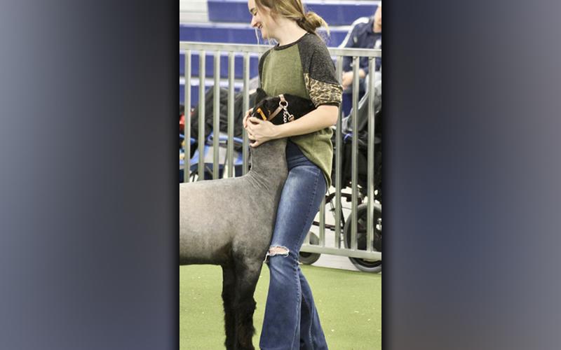 Fannin County High School FFA member Kaleighann Ware gave her ewe a smile during the Fannin County Young Farmers Association Breeding Ewe and Doe Holiday Classic Saturday, December 4.