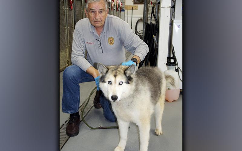 This female, Alaskan Malamute was picked up on Highway 515 in Blue Ridge December 13. She has a white and gray coat. View her using intake number 418-21. She is shown with animal control Interim Manager J.R. Cornett.