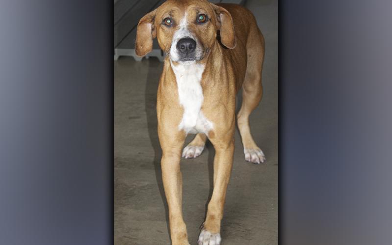 This female, Beagle mix, who volunteers have named Ginger, was picked up on Hells Hollow Road in McCaysville December 1. She has an orange coat with white toes. View her using intake number 410-21.