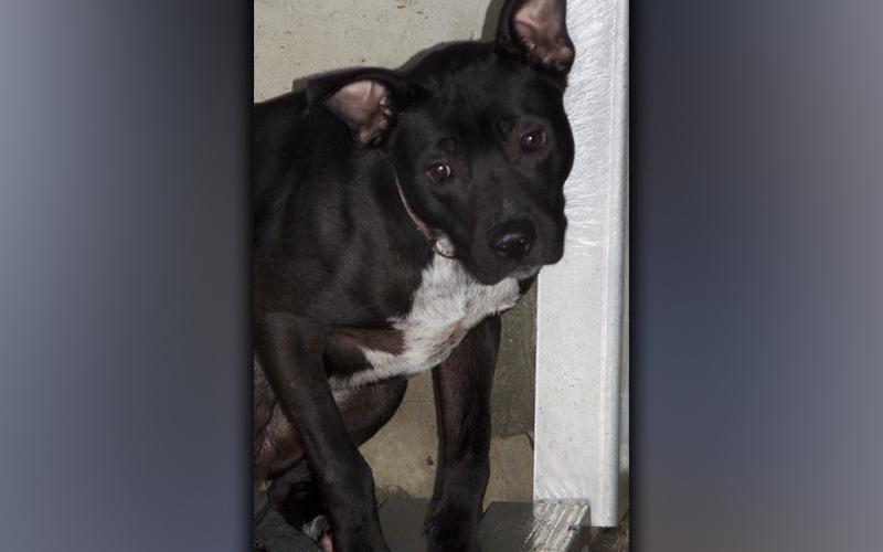 This male, Boxer mix named Tippy was surrendered by his owner December 1. He has a short, black coat with a white chest. View this sweetie using intake number 408-21.