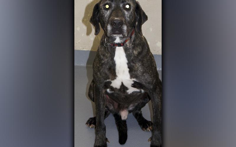 This male, Lab mix named Storm was surrendered by his owner November 22. He has a dark brindle coat and is large in size. View this good boy using intake number 392-21.