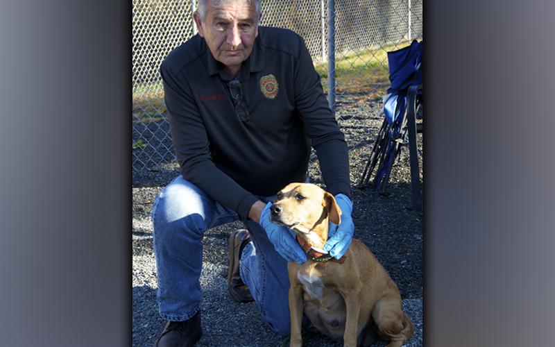 This female, Beagle mix was picked up on Hells Hollow Road in McCaysville December 1. This gal is expecting a litter. She has a tan coat. View this sweetie using intake number 411-21. She is shown with animal control Interim Manager J.R. Cornett.