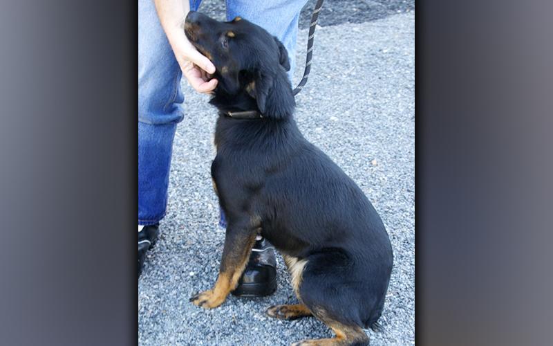 This female, Heeler mix was picked up on Hells Hollow Road in McCaysville December 1. She has a black coat with tan feet. View her using intake number 412-21.