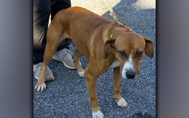 This female, Beagle mix was picked up on Hells Hollow Road in McCaysville December 1. She has a red coat. View this good girl using intake number 410-21.
