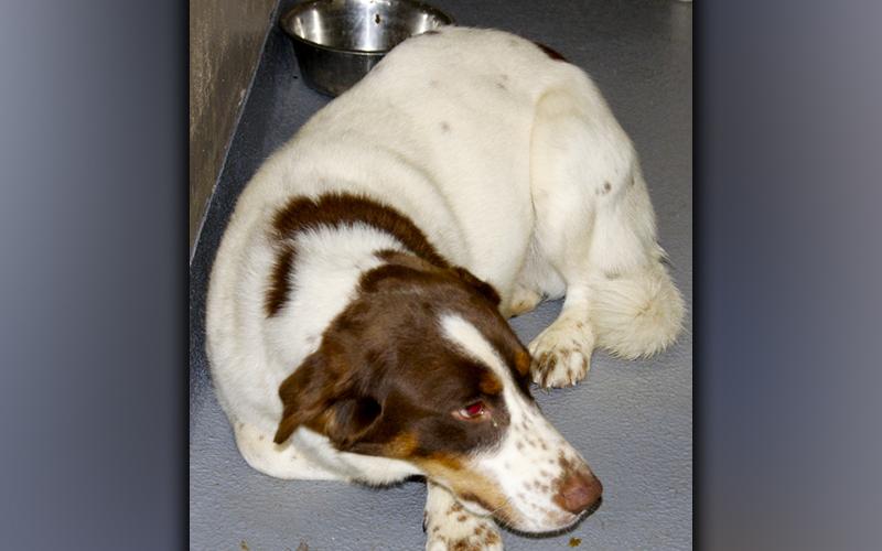 This male, bird dog mix was surrendered by his owner December 1. He has a long, white coat with brown spots. View him using intake number 409-21.