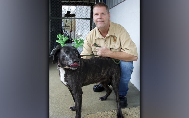 This male, Hound mix named Storm was surrendered by his owner December 1. He has a dark, brindle coat and is large in size. View this sweetie using intake number 408-21. He is shown with animal control Officer Luke McDonald.