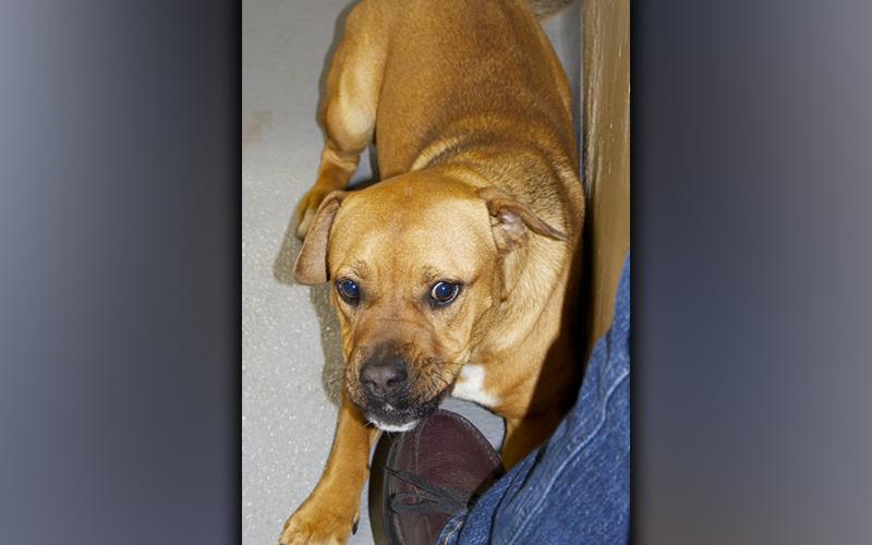 This female, Boxer mix named who volunteers have named Sadie was found on Highway 515 in Blue Ridge November 24. She has an orange coat. View her using intake number 399-21.