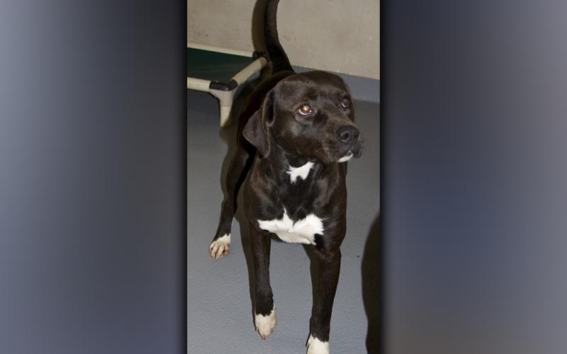 This female, Lab mix who volunteers have named Zoe was found on Coopers Creek in Suches November 23. She has a black coat with white mittens. View her using intake number 396-21.