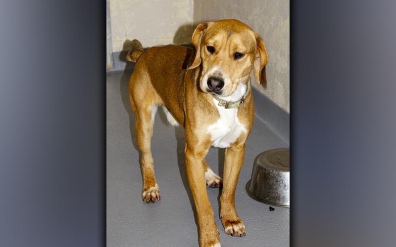 This male mix was picked up on Cutcane Road in Mineral Bluff November 23. He has an orange coat with white toes. View this good boy using intake number 394-21.