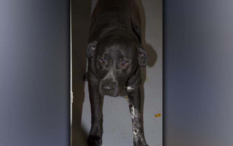 This male Bulldog mix was picked up on Madola Road in Epworth December 16. He has a black coat with some white spots. View this good boy using intake number 421-21.