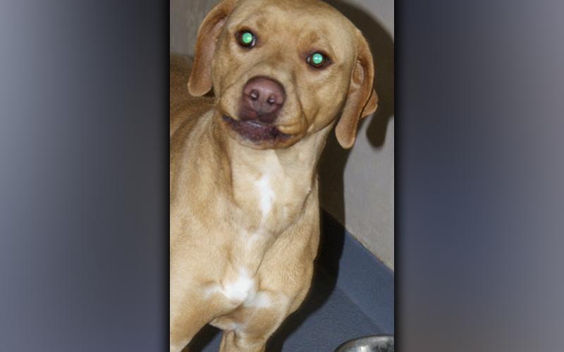 This male Hound mix was picked up in the Coopers Creek area of Suches December 23. He has a blonde coat. View this cutie using intake number 397-21.