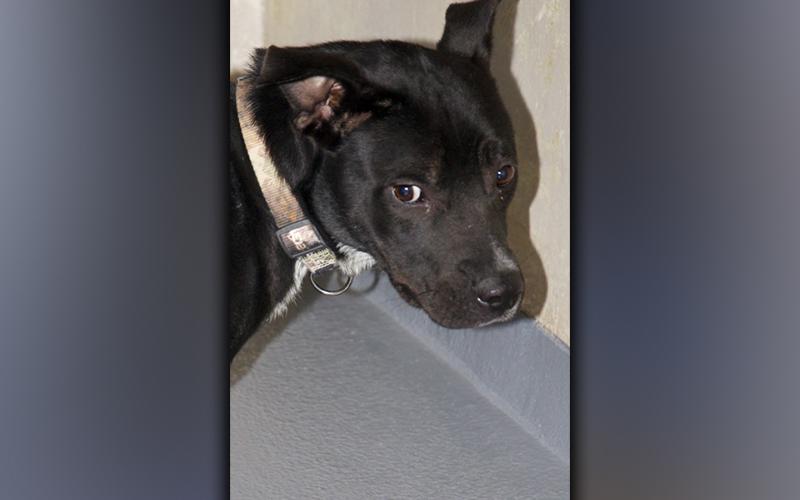 This male mix named Tippy was surrendered by his owner November 22. He has a thin black coat and is medium in size. View this pooch using intake number 392-21.