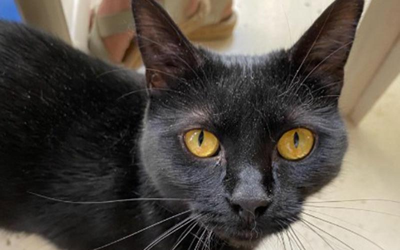 The Humane Society of Blue Ridge cat of the week is Lucille. This one-year-old sweetheart is one of the Adoption Center’s longest residents and continues to wait patiently to be adopted by a loving family. Lucille has stunning gold eyes and a beautiful coat that looks like black velvet. She is calm, happy to meet people and gets along well with other cats once she gets to know them. Contact the Adoption Center at 706-632-4357 to schedule a meet and greet with this fabulous feline.