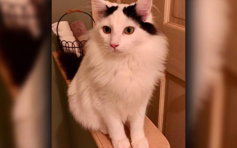 The Humane Society of Blue Ridge Cat of the Week is Disco. He is six months old and is quite social with people and other cats. Disco is used to being around small dogs as well. Once he is finished playing, he will look for a lap to relax on. You will love rubbing your fingers along his fluffy, soft coat. Disco is neutered, microchipped and up to date on his vaccinations. Contact the Adoption Center at 706-632-4357 to schedule a meet and greet with this fabulous feline.