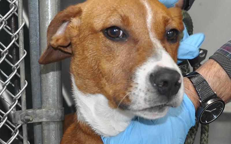 This female Beagle mix was picked up on Trails End Road January 5. She is brown and white with a short coat. View this pretty girl using intake number 006-22.