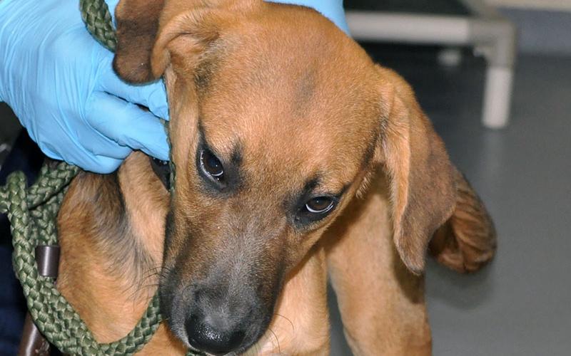 This female mix was surrendered by her owner December 29. She is mostly brown with a short coat. View this cutie using intake number 458-21.