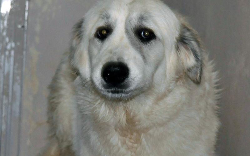 This Great Pyrenees mix was picked up on Weaver Street in McCaysville December 28. She is all white with a long coat. View this good girl using intake number 453-21.