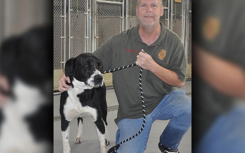 This male mix was surrendered by his owner December 29. This boy is black and white. View this good boy using intake number 456-21. He is shown with animal control Officer Luke McDonald.