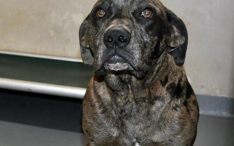 This male Catahoula mix was picked up on Forge Mill Road and Highway 515 December 29. He is mostly brindle. View this cutie using intake number 455-21.
