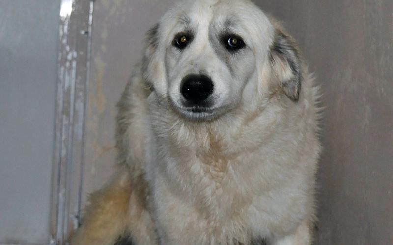 This Great Pyrenees mix was picked up on Weaver Street in McCaysville December 28. She is all white with a long coat. View this pretty girl using intake number 453-21.
