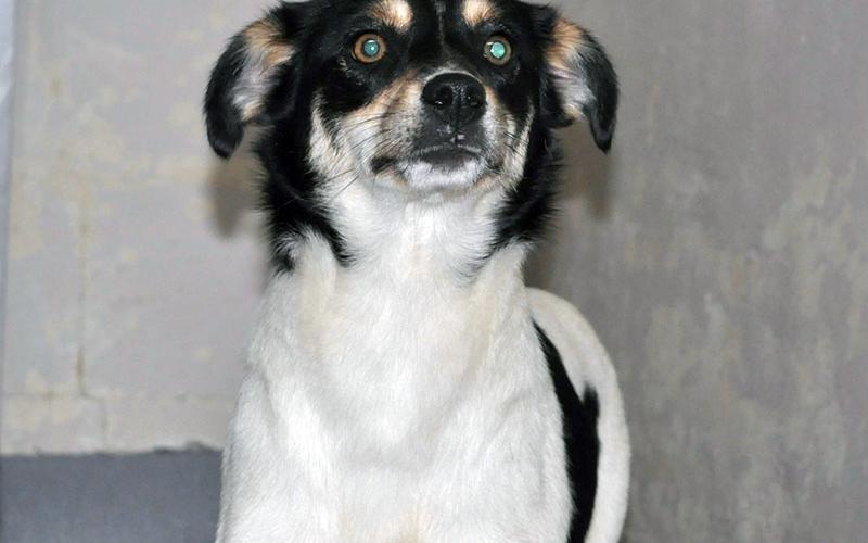 This female mix was surrendered by her owner December 27. She is mostly white with a black head. View this sweetie using intake number 450-21.