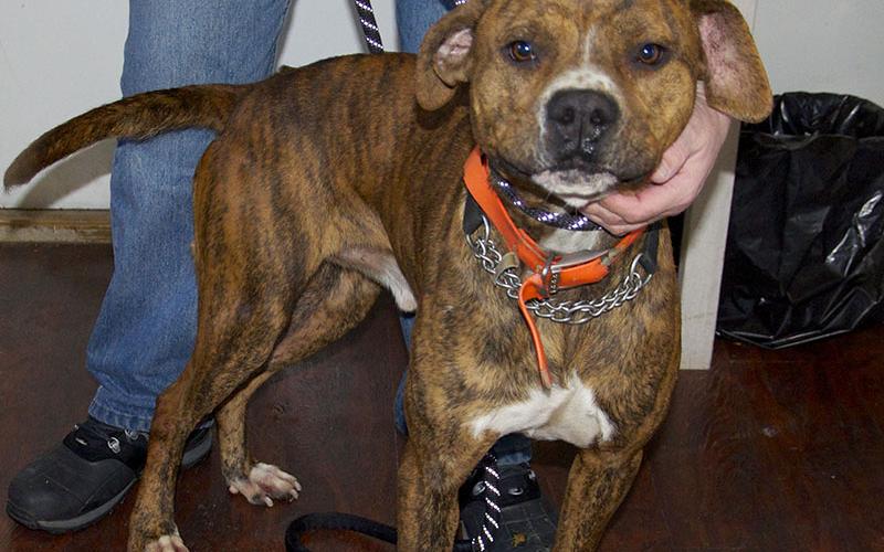 This male Bulldog mix was surrendered by his owner January 11. This cutie has a short, red brindle coat. View him using intake number 012-22.