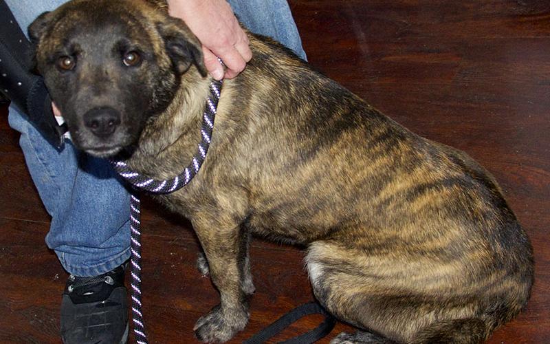 This male Lab and Catahoula mix was picked up at Dunkin Donuts in Morganton January 8. He has a black face with a brown brindle coat. View this sweetie using intake number 008-21.