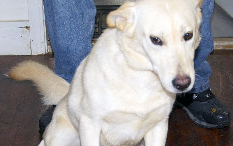 This male Yellow Lab mix was picked up at Dunkin Donuts in Morganton January 8. He has a beautiful white coat. View this boy using intake number 007-22.