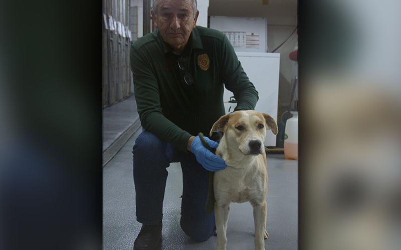 This female mix was picked up off Curtis Switch Road in Mineral Bluff January 15. She has a white and orange coat. View this good girl using intake number 020-22. She is shown with animal control Interim Manager J.R. Cornett.