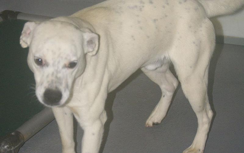 This male mix was picked up on Green House Road in Mineral Bluff January 14. He has a white coat with some black speckles. View this cutie using intake number 018-22.
