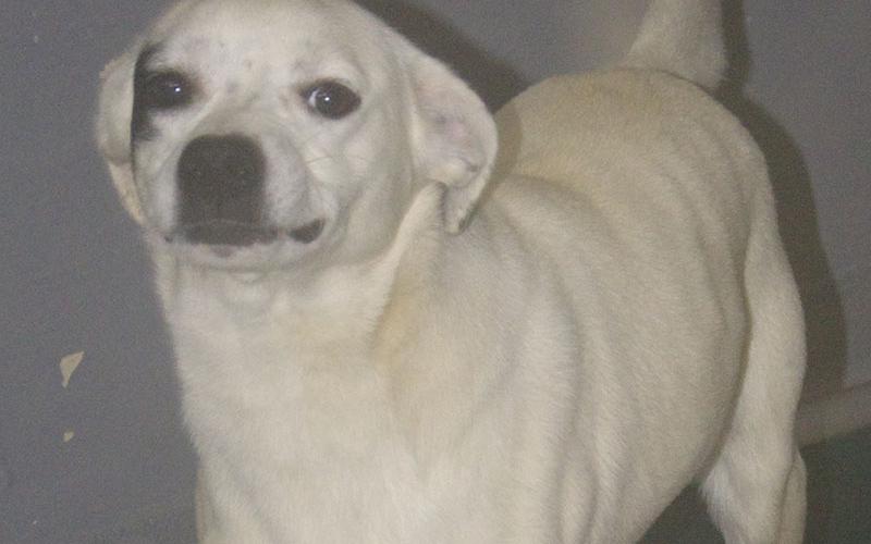 This male mix was picked up on Green House Road in Mineral Bluff January 14. He has a white coat with a black patch on his face. View this boy using intake number 017-22.