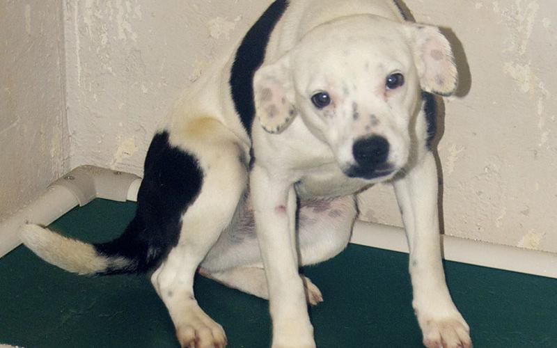 This female mix was picked up on Green House Road in Mineral Bluff January 14. She has a white coat with black spots. View this sweetie using intake number 016-22.