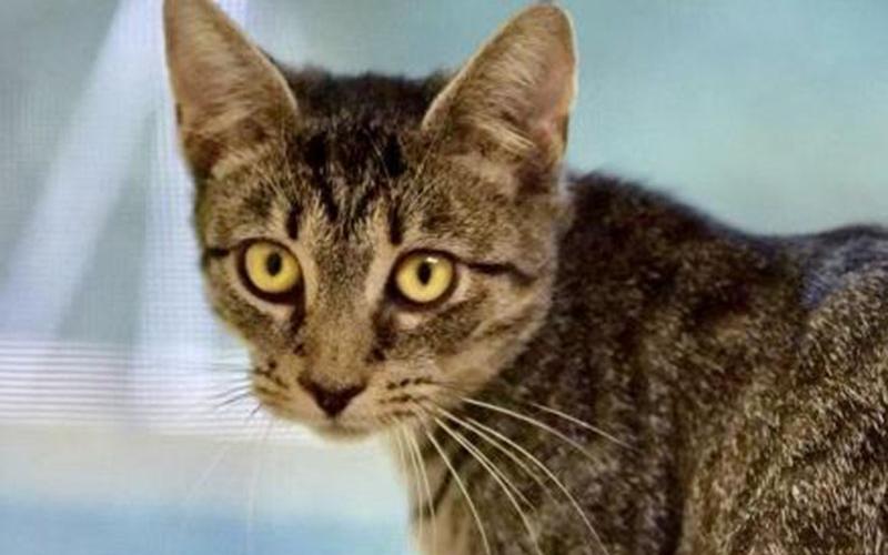The Humane Society of Blue Ridge cat of the week is Daffodil. She is a precious one-year-old tabby with gorgeous gold eyes that will captivate you. She is shy when she first meets new people, but she warms up to them quickly. Daffodil gets along purrfectly with her Adoption Center suitemates. She is spayed, microchipped and up to date on her vaccinations, so she is ready to become a member of your family. Contact the Adoption Center at 706-632-4357 to set up a meet and greet with Daffodil.