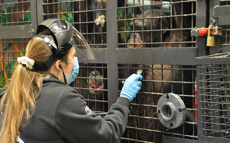 Dr. Lauri Crimmins checks the heartbeat of a chimpanzee at Project Chimps during the last COVID-19 vaccination clinic. Seventy-four of 81 chimps voluntarily received two doses of the vaccine since the clinics started in September of 2021.