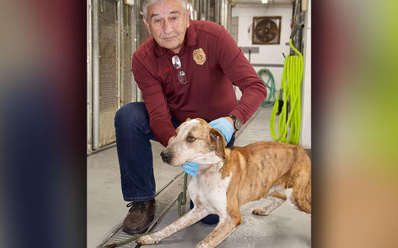 This male mix was found on Murphy Highway in Mineral Bluff February 7. He has an orange coat with brown spots. View this cutie using intake number 043-22. He is shown with animal control Interim Manager J.R. Cornett.