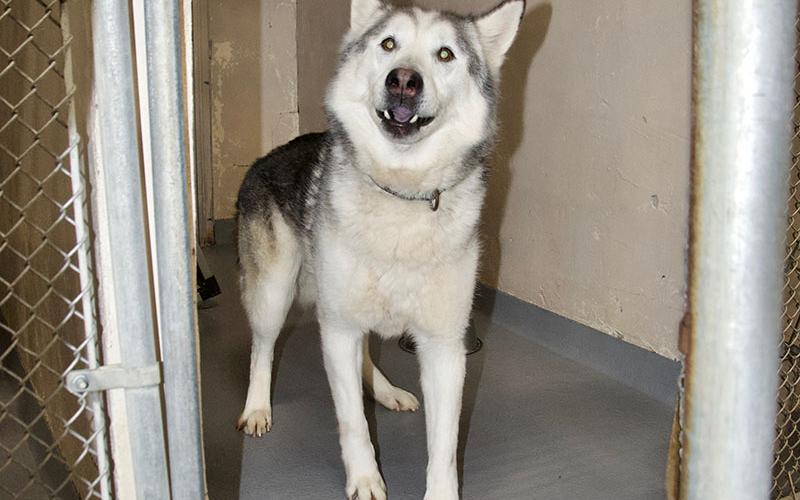 This male Husky was picked up on Ada Street in Blue Ridge February 1. He has a white and gray coat. View this big boy using intake number 038-22.