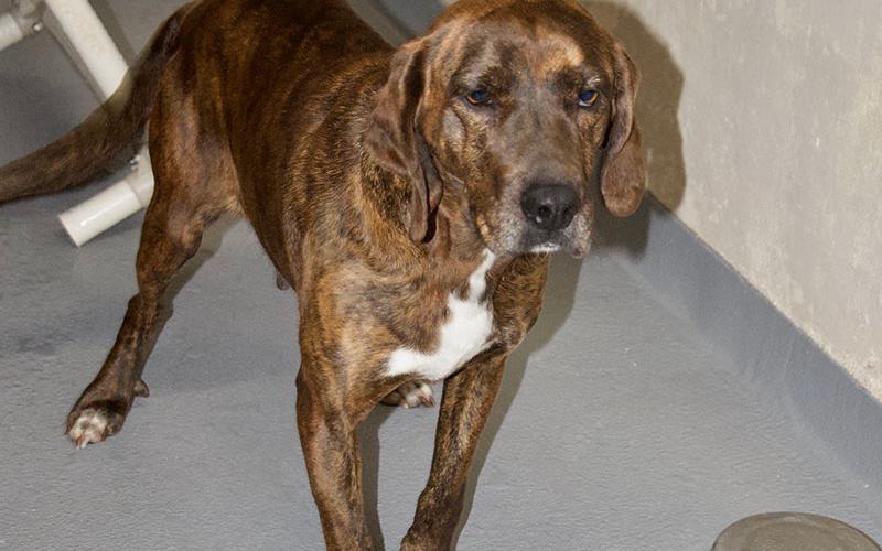 This female Plott Hound was picked up on Hogback Road in Blue Ridge January 27. She has a brown brindle coat. View this sweetie using intake number 030-22.