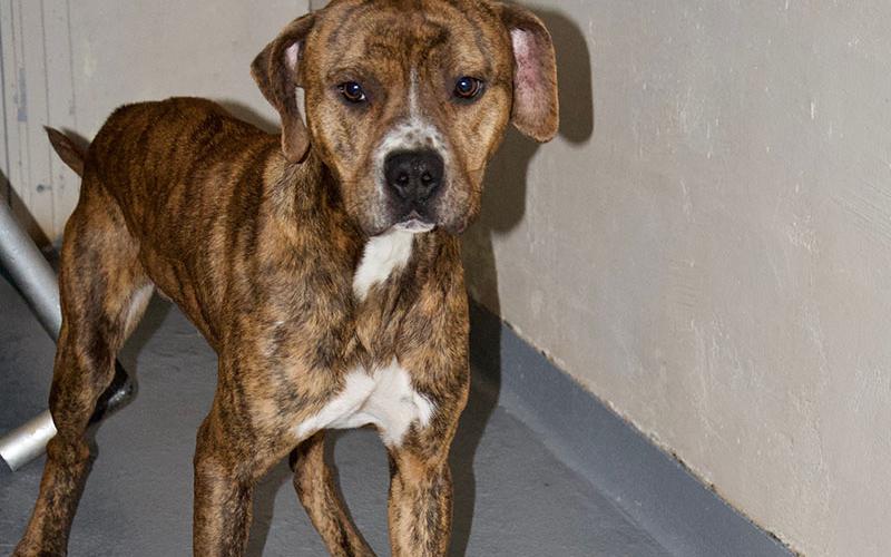 This male Hound and Bulldog mix was surrendered by his owner January 11. He has a light brindle coat. View this cutie using intake number 012-22.