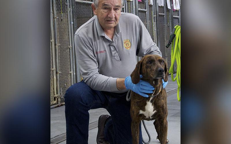 This female Plott Hound was picked up on Hogback Road in Blue Ridge January 27. She has a dark brindle coat. View her using intake number 030-22. She is shown with animal control Interim Manager J.R. Cornett.